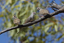 Diamond Dove (Geopelia cuneata) family, Winton, Queensland, Australia