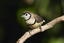 Double-barred Finch (Taeniopygia bichenovii), Townsville, Queensland, Australia