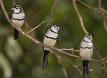 Double-barred Finch (Taeniopygia bichenovii) group sitting on a branch, Townsville, Queensland, Australia