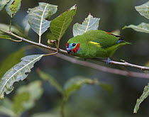 Double-eyed Fig-Parrot (Cyclopsitta diophthalma) male, Atherton Tableland, Queensland, Australia