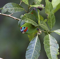 Double-eyed Fig-Parrot (Cyclopsitta diophthalma) male eating fruit from Fig (Ficus sp), Atherton Tableland, Queensland, Australia