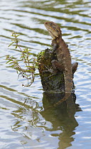 Eastern Water Dragon (Physignathus lesueurii) on a stump in water, Atherton Tableland, Queensland, Australia