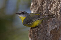 Yellow Robin (Eopsaltria australis), Cardwell, Queensland, Australia