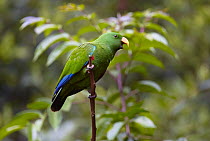 Eclectus Parrot (Eclectus roratus) calling, Atherton Tableland, Queensland, Australia