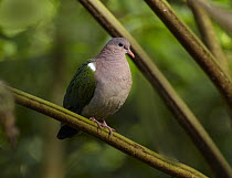 Emerald Dove (Chalcophaps indica), Atherton Tableland, Queensland, Australia