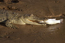 Saltwater Crocodile (Crocodylus porosus) eating a fish, King Ash Bay, Northern Territory, Australia