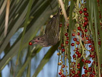 Green Figbird (Sphecotheres viridis) female with palm fruit, Townsville, Queensland, Australia