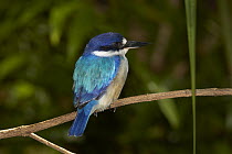 Forest Kingfisher (Todirhamphus macleayii), Atherton Tableland, Queensland, Australia