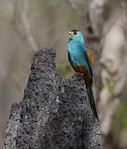 Golden-shouldered Parrot (Psephotus chrysopterygius) male on the termite mound containing its nest, Cape York Peninsular, Queensland, Australia