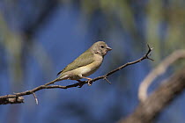 Gouldian Finch (Chloebia gouldiae) juvenile, Gregory, Northern Territory, Australia