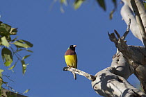 Gouldian Finch (Chloebia gouldiae) male, Caranbirini Conservation Reserve, Northern Territory, Australia