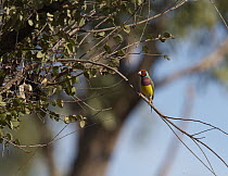 Gouldian Finch (Chloebia gouldiae) male, Gregory, Northern Territory, Australia