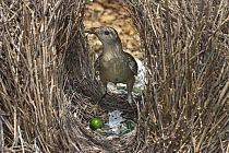 Great Bowerbird (Chlamydera nuchalis) male coating the inside of the bower with fruit pulp, Townsville, Queensland, Australia