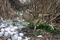 Great Bowerbird (Chlamydera nuchalis) male arranging white and green objects at bower, Townsville, Queensland, Australia