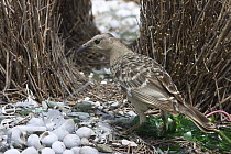 Great Bowerbird (Chlamydera nuchalis) male arranging white and green objects at bower, Townsville, Queensland, Australia