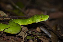 Green Tree Python (Morelia viridis), Iron Range, Cape York Peninsular, Australia