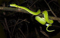 Green Tree Python (Morelia viridis) coiled around tree branch, Iron Range, Cape York Peninsular, Australia