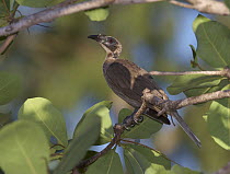 Helmeted Friarbird (Philemon buceroides), Townsville, Queensland, Australia