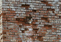 Australian Kestrel (Falco cenchroides) roosting in aging bricks of chimney stack, Cumberland Dam, western Queensland, Australia