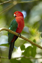 Australian King Parrot (Alisterus scapularis) male, Atherton Tableland, Queensland, Australia