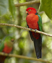 Australian King Parrot (Alisterus scapularis) male, Atherton Tableland, Queensland, Australia