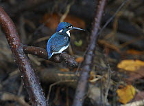 Little Kingfisher (Alcedo pusilla) perched on the root of mangrove tree, Townsville, Queensland, Australia