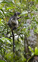 Lumholtz's Tree-kangaroo (Dendrolagus lumholtzi) female, Atherton Tableland, Queensland, Australia
