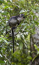Lumholtz's Tree-kangaroo (Dendrolagus lumholtzi) female feeding on leaves, Atherton Tableland, Queensland, Australia