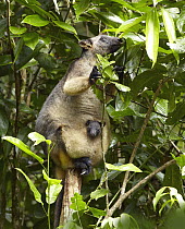 Lumholtz's Tree-kangaroo (Dendrolagus lumholtzi) female with pouched joey, Atherton Tableland, Queensland, Australia