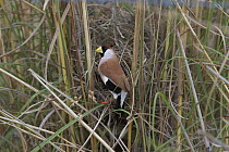 Masked Finch (Poephila personata) at the entrance to dome nest built in grass, Cumberland Dam, western Queensland, Australia