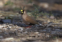 Masked Finch (Poephila personata) collecting charcoal to place in newly constructed nest, Gregory, Northern Territory, Australia