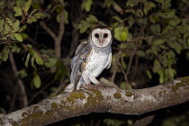 Australian Masked-Owl (Tyto novaehollandiae), Iron Range, Cape York Peninsular, Australia
