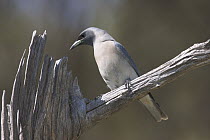 Masked Woodswallow (Artamus personatus) approaching nest in hollow stump, Bourke, New South Wales, Australia