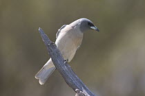 Masked Woodswallow (Artamus personatus), Bourke, New South Wales, Australia