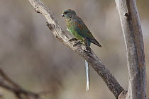 Mulga Parrot (Psephotus varius) female, Gluepot Reserve, South Australia, Australia