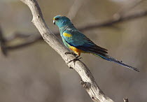 Mulga Parrot (Psephotus varius) male, Gluepot Reserve, South Australia, Australia