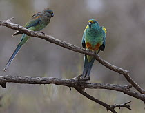 Mulga Parrot (Psephotus varius) pair, Gluepot Reserve, South Australia, Australia