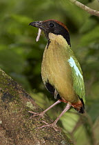 Noisy Pitta (Pitta versicolor) carrying a small skink to feed young, Paluma Range National Park, Queensland, Australia