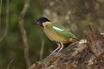 Noisy Pitta (Pitta versicolor) carrying insects to feed young, Paluma Range National Park, Queensland, Australia