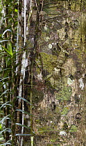 Northern Leaf-tailed Gecko (Saltuarius cornutus) showing lichen-like camouflage that renders it almost invisible in its surroundings, Atherton Tableland, Queensland, Australia
