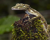 Northern Leaf-tailed Gecko (Saltuarius cornutus), Atherton Tableland, Queensland, Australia