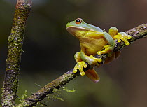 Orange-thighed Tree Frog (Litoria xanthomera), Atherton Tableland, Queensland, Australia