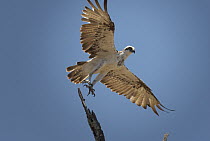 Osprey (Pandion haliaetus) taking flight, Townsville, Queensland, Australia