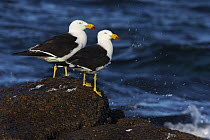 Pacific Gull (Larus pacificus) pair by the ocean, Cheyne Beach, Western Australia, Australia