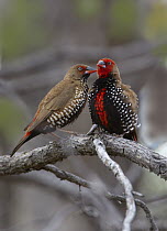 Painted Firetail (Emblema pictum) male and female preening on branch, Winton, Western Queensland, Australia