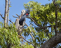 Palm Cockatoo (Probosciger aterrimus) male emerging from its nest in a eucalyptus tree, Iron Range, Cape York Peninsular, Australia