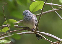 Peaceful Dove (Geopelia placida), Townsville, Queensland, Australia