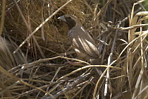 Pictorella Munia (Heteromunia pectoralis) female at her dome nest in grass, Woodstock, Queensland, Australia