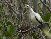Pied Imperial-Pigeon (Ducula bicolor) at stick nest, Townsville, Queensland, Australia