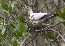 Pied Imperial-Pigeon (Ducula bicolor) on nest, Townsville, Queensland, Australia